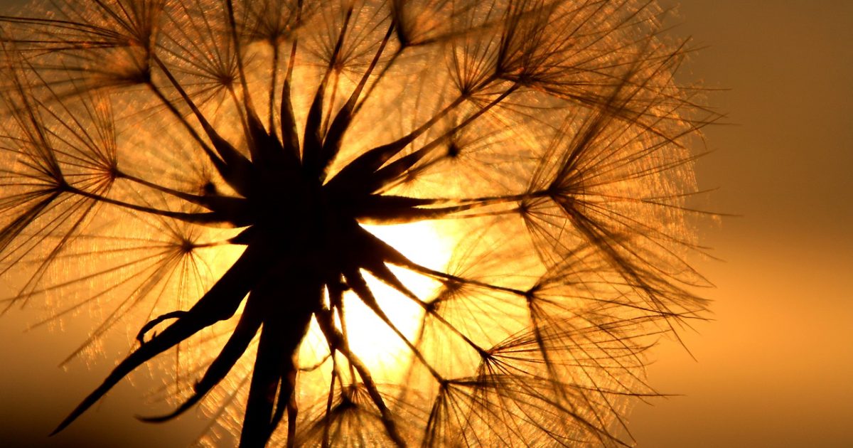 ہیروں کی تلاش میں مدد دینے والا پودا دریافت